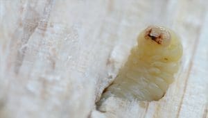 Professional woodworm treatment being applied in Chester property