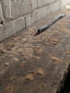 Active woodworm exit holes found during woodworm survey in Chester property
