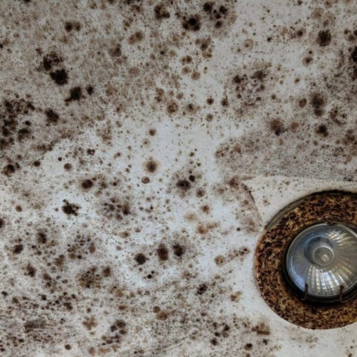 Damp and timber report and survey