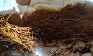 Dry rot treatment company chester