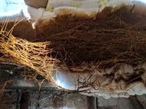 Dry rot treatment specialist in Manchester.