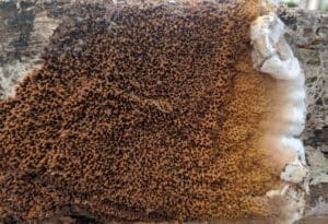 Dry rot fruiting body on timber joist.