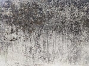 Black Mould Removal & Prevention Manchester