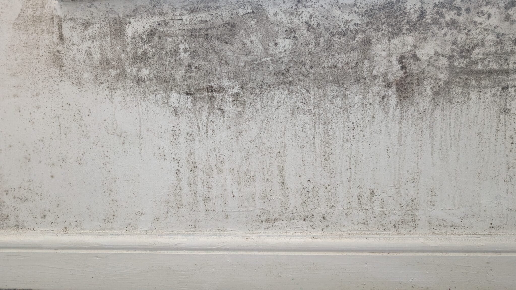 Condensation surveyor carrying out a mould survey. Wet walls and mould growth.